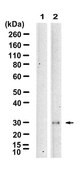 Anti-GADD153/DDIT3 Antibody, clone 3I18 ZooMAb® Rabbit Monoclonal recombinant, expressed in HEK 293 cells