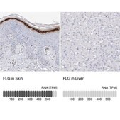 Anti-FLG antibody produced in rabbit Prestige Antibodies® Powered by Atlas Antibodies, affinity isolated antibody, buffered aqueous glycerol solution, ab2