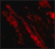 Anti-MAPKAP1 (ab1) antibody produced in rabbit affinity isolated antibody, buffered aqueous solution