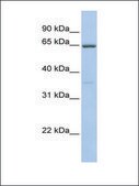 Anti-CYBB antibody produced in rabbit affinity isolated antibody