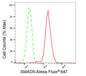 KD-Validated Anti SMAD5 Antibody, clone 23GB2910, Rabbit Monoclonal clone 23GB2910, recombinant rabbit monoclonal, expressed in HEK293 cells