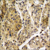 Anti-phospho-LATS1/2 (pThr1079/1041) antibody produced in rabbit affinity isolated antibody
