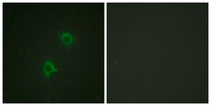 Anti-Syntaxin 1A, N-Terminal antibody produced in rabbit affinity isolated antibody