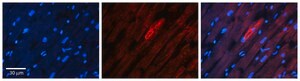 Anti-IL6ST antibody produced in rabbit affinity isolated antibody