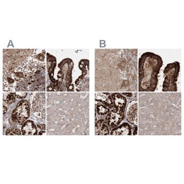 Anti-LRPPRC antibody produced in rabbit Prestige Antibodies® Powered by Atlas Antibodies, affinity isolated antibody, buffered aqueous glycerol solution