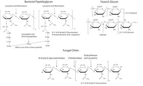 MetaPolyzyme lyophilized powder