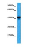 Anti-NFE2 antibody produced in rabbit affinity isolated antibody