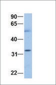 Anti-SMN1 antibody produced in rabbit affinity isolated antibody