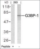 Anti-G3BP1 (Ab-232) antibody produced in rabbit affinity isolated antibody