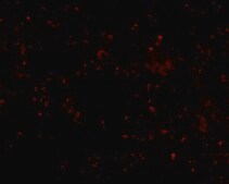 Anti-SCARB1 antibody produced in rabbit affinity isolated antibody