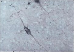 Anti-Dopamine β Hydroxylase Antibody serum, Chemicon®