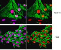 ChIPAb+ 乙酰化组蛋白H4 - ChIP验证的抗体和引物组 serum, from rabbit