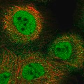 Anti-KLF9 antibody produced in rabbit Prestige Antibodies® Powered by Atlas Antibodies, affinity isolated antibody, buffered aqueous glycerol solution