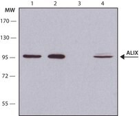 Anti-ALIX (C-terminal) antibody produced in rabbit ~1.0 mg/mL, affinity isolated antibody