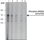 Monoclonal Anti-phospho MDMX (pTyr55) 小鼠抗 ~2 mg/mL, clone PH-MDMX-55, purified immunoglobulin, buffered aqueous solution