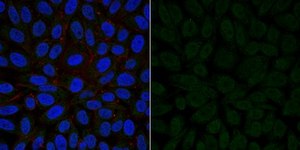 Anti-VEGF Antibody, Alexa Fluor™ 488 Conjugate from rabbit, ALEXA FLUOR™ 488
