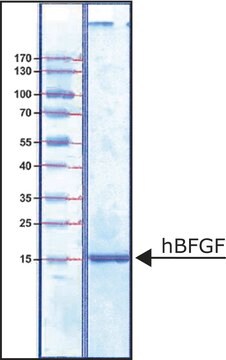 hBFGF FGF-Basic, recombinant, expressed in E. coli, suitable for cell culture