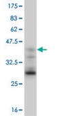 Monoclonal Anti-EOMES antibody produced in mouse clone 2D3, purified immunoglobulin, buffered aqueous solution
