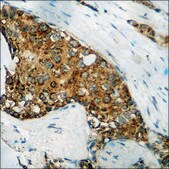 Anti-phospho-DARPP-32 (pThr34) antibody produced in rabbit affinity isolated antibody