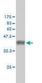 Monoclonal Anti-AR antibody produced in mouse clone 1G3, purified immunoglobulin, buffered aqueous solution