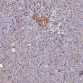 Anti-CD99 antibody produced in rabbit Prestige Antibodies® Powered by Atlas Antibodies, affinity isolated antibody, buffered aqueous glycerol solution