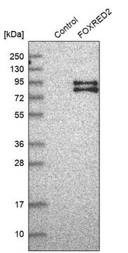Anti-FOXRED2 antibody produced in rabbit Prestige Antibodies® Powered by Atlas Antibodies, affinity isolated antibody, buffered aqueous glycerol solution, ab2
