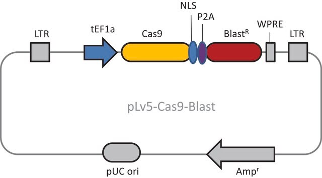 CAS9 Blasticidin Lenti Particles