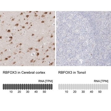 Anti-RBFOX3 antibody produced in rabbit Prestige Antibodies® Powered by Atlas Antibodies, affinity isolated antibody, buffered aqueous glycerol solution