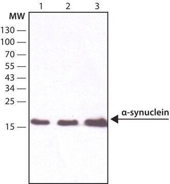 Anti-&#945;-Synuclein antibody, Mouse monoclonal clone Syn211, purified from hybridoma cell culture