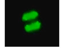 抗磷酸化组蛋白H3（Ser10）抗体，克隆MC463，兔单克隆 culture supernatant, clone MC463, Upstate®