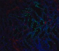 Anti-GFRα3 antibody produced in rabbit IgG fraction of antiserum, buffered aqueous solution
