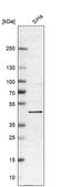 Anti-BRD9 antibody produced in rabbit Prestige Antibodies® Powered by Atlas Antibodies, affinity isolated antibody, buffered aqueous glycerol solution