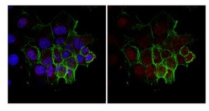 Anti-trimethyl-Histone H3 (Lys36) Antibody, Trial Size from rabbit, purified by affinity chromatography