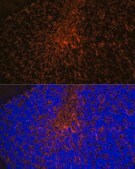 Anti-Aquaporin-4 (AQP4) antibody produced in rabbit