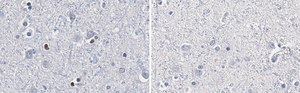 Anti-Olig2 Antibody, clone 211F1.1 ZooMAb® Mouse Monoclonal recombinant, expressed in HEK 293 cells