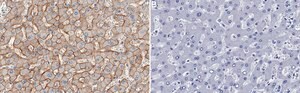 Anti-CD166/ALCAM Antibody, clone 1C2 ZooMAb® Rabbit Monoclonal recombinant, expressed in HEK 293 cells