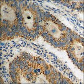 Anti-phospho-DARPP-32 (pThr34) antibody produced in rabbit affinity isolated antibody