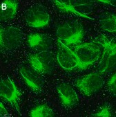 Anti-Calreticulin Antibody, clone 1F16 ZooMAb® Rabbit Monoclonal recombinant, expressed in HEK 293 cells