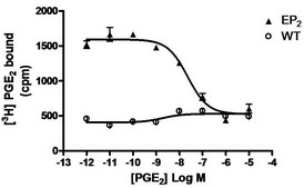 ChemiSCREEN Membrane Preparation Recombinant Human EP2 Prostanoid Receptor Human EP2 GPCR membrane preparation for Radioligand binding Assays &amp; GTPγS binding.