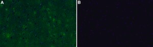 Anti-Neurexin-1-β Antibody, clone 1F14 ZooMAb® Rabbit Monoclonal recombinant, expressed in HEK 293 cells