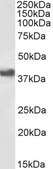 Anti-CD32/FCGR2B antibody produced in goat affinity isolated antibody, buffered aqueous solution
