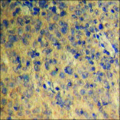 Anti-phospho-BAD (pSer134) antibody produced in rabbit affinity isolated antibody