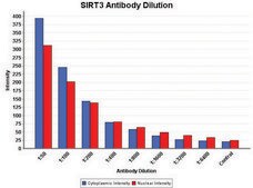 抗-Sirt3 兔抗 affinity isolated antibody, buffered aqueous solution