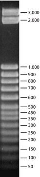 50 bp DNA Step Ladder for DNA electrophoresis