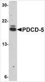 Anti-PDCD5 antibody produced in rabbit affinity isolated antibody, buffered aqueous solution