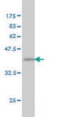 Monoclonal Anti-NCOA6 antibody produced in mouse clone 2D7, purified immunoglobulin, buffered aqueous solution