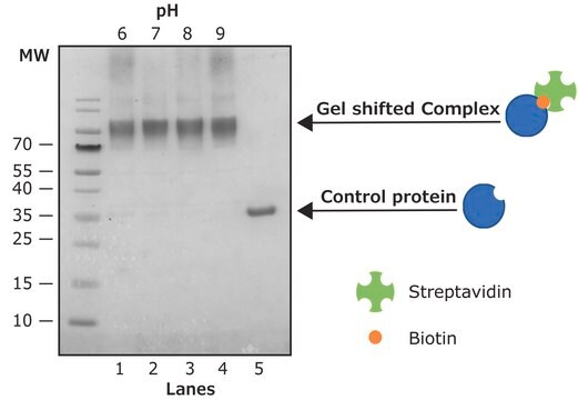 酶促蛋白生物素化试剂盒 for biotinylation of up to 20 mg target protein