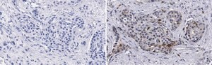 Anti-Cyclin D1 Antibody, clone 1J9, ZooMAb® Rabbit Monoclonal recombinant, expressed in HEK 293 cells