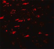 Anti-ULK4 antibody produced in rabbit affinity isolated antibody