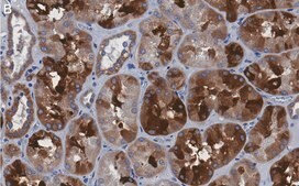 Anti-Bad Antibody, clone 1K19-H2 ZooMAb® Rabbit Monoclonal recombinant, expressed in HEK 293 cells